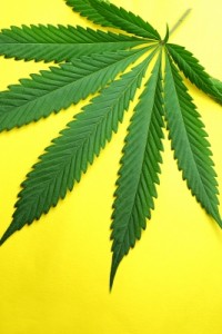 marijuana dispensary merchant accounts