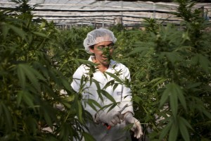 APTOPIX Mideast Israel Medical Marijuana