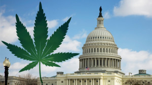 Washington DC Marijuana