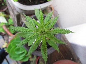 hawaii-marijuana